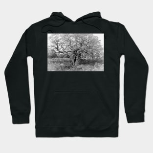 Royal Oak, Richmond Park Hoodie